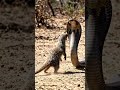 #nevla #anaconda #aishorts #viralshorts #trendingshorts