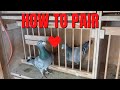 How to pair your racing pigeons tips  tricks