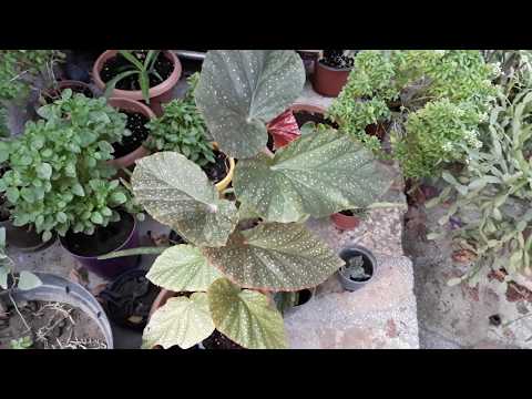 Video: Mum Bitkilərinin Çoxaldılması Bələdçisi: Hoya Bitkilərini Necə Yaymağı öyrənin