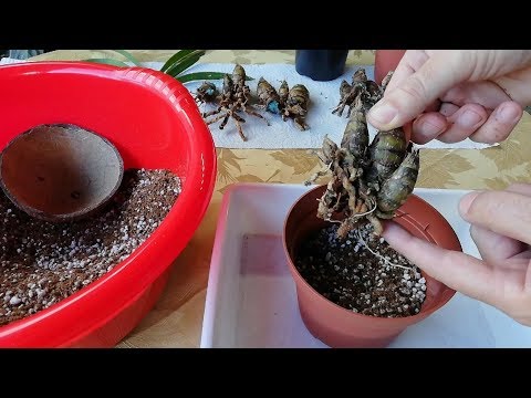 Video: Propagación de pseudobulbos: orquídeas con raíces de pseudobulbos