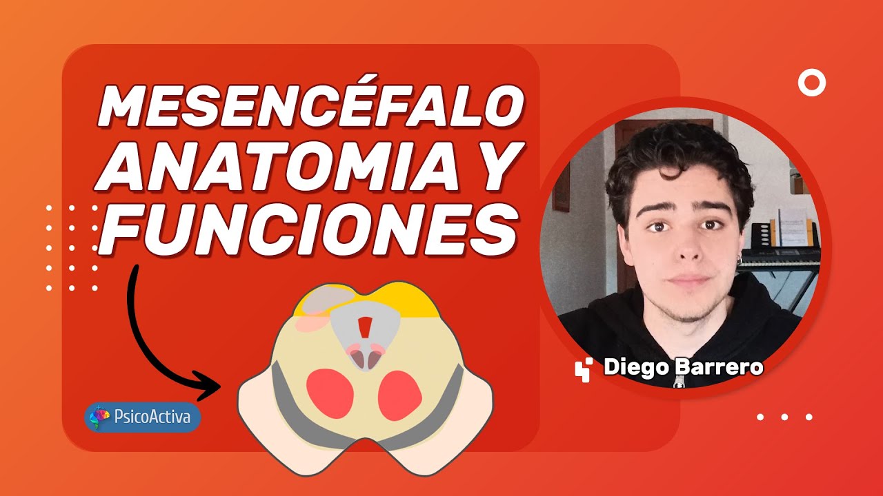 Anatomía y funciones del Mesencéfalo - YouTube