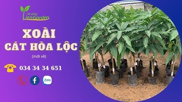 Cây giống Tiên Garden| Giới giống cây xoài cát hòa lộc mới về| 0343434651