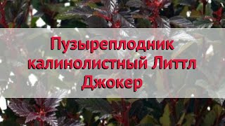 Пузыреплодник калинолистный Литтл Джокер 🌿 Посадка. саженцы, крупномеры пузыреплодника: особенности