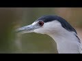  blackcrowned night heron with call sound