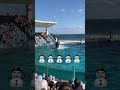 寒波吹き飛ばしキック #シャチ #orca #鴨シー #鴨川シーワールド
