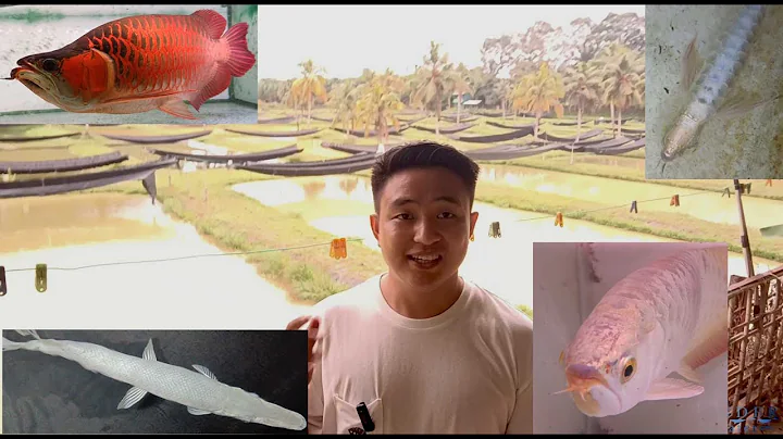 Malaysia no.1 Arowana Farm is about to take over the whole world market. - DayDayNews