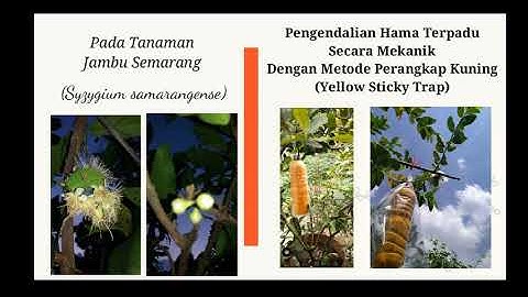 Pengendalian Hama Terpadu Secara Mekanik, Dengan Metode Perangkap Kuning (Yellow Sticky Trap)