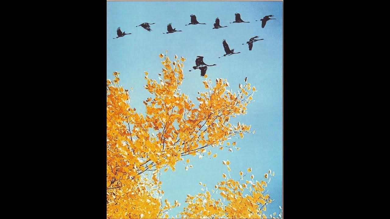 Птица летит. Птицы летят на юг. Осень. Миграция птиц схема. Птица летит.