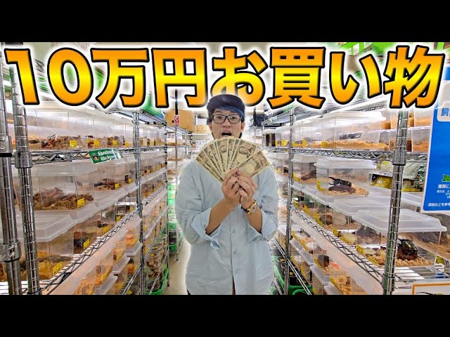 カブクワオタク TOMUSHIのカブクワすごいぞ!!｜等身大の巨大な虫かごに入って