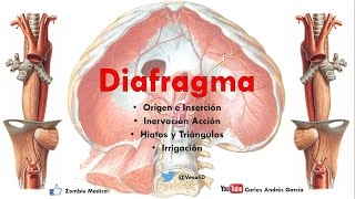 Anatomía - Diafragma (Origen, Inserciones Acción, Irrigación, Hiatos)