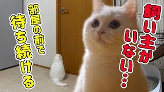 飼い主がいなくなって５日経過…。部屋の前で出てくるのを待ち続ける猫！