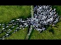 Este pastor inglés lleva a sus ovejas de vuelta a la granja | NATIONAL GEOGRAPHIC ESPAÑA