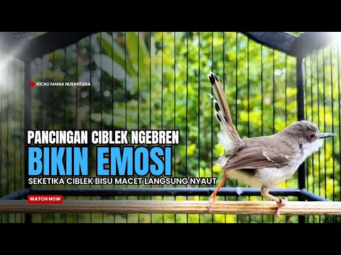 TERAPI CIBLEK SEMI dan KRISTAL, untuk ciblek belajar bunyi