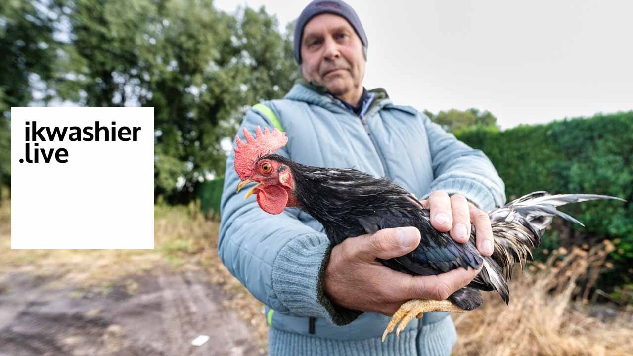 Hanenzetting met 13 haantjes: 5 drieledige en 8 vierledige - ikwashier