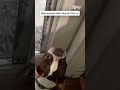 Does anyone else's dog do this? 😂