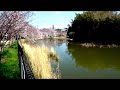 閑人の動画:303堺市・いたすけ古墳の桜