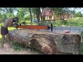 Sawing a big Oak log