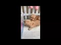 cute is not enough funny cats and dogs compilatio