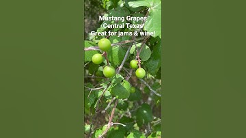 Mustang Grapes #nature #grape #wildlife #garden #gardening #natural #wild #vines #food #cooking #usa