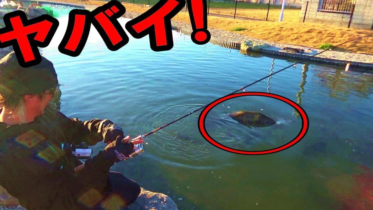 水路のような小さい池でヤバイ魚がめちゃ釣れる Youtube