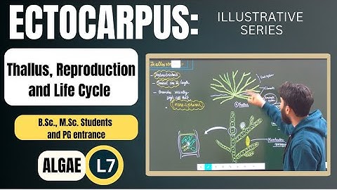 Ectocarpus || Life cycle || Reproduction || Thallus structure