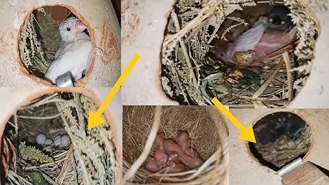 Java Sparrow Finch Breeding 🐣 |  High speed chick hatching video