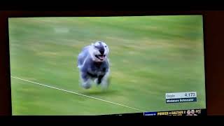 ozzie's second run in fastcat ESPN/AKC 2023