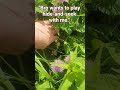 Hide and seek #hideandseek #memes #fun #turtle #game #grass