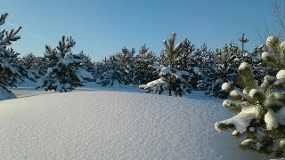 Еловый лес/Закат