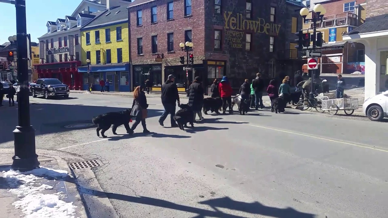 Newfoundland Dog walk (March 2016) YouTube
