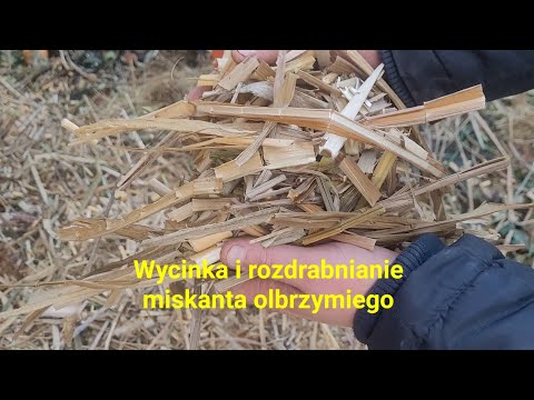 602. Wycinka i rozdrabnianie miskanta olbrzymiego. 2022