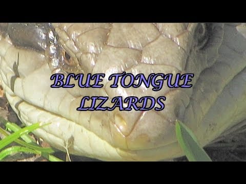 The Australian Blue Tongue Lizard is a fascinating species. This gentle lizard just likes to soak up the sun which is a great way of life! Let's hope he doesn't become endangered or worse. Domestic cats are his number one enemy, though usually most people say their cats don't do that sort of thing. The blue tongue puts on a good show of fending off threats as you will see in this video featuring a small blue tongue and a rather large one. These lizards are in the environmentally sensitive area of Helensburgh and district, new South Wales, Australia. Enjoy this look at our unique nature. Filmed with the macro on a Canon still camera video function!!