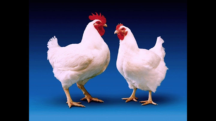 Qual a diferença de frango para galinha