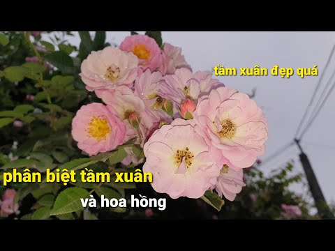 Video: Rose May (tầm xuân): mô tả, ảnh