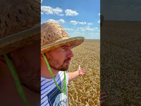 Видео: Сбор зерна ячменя: узнайте о сборе урожая ячменя