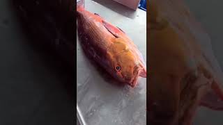 حراج الاسماك البحرية في جدة البنقلة 