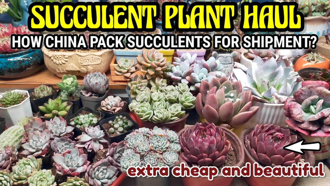 UNBOXING CHEAP AND RARE CHINESE SUCCULENTS HAUL || How to pack succulents for Shipment in China 