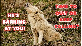 Barking coyote? Don't pack up yet