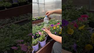Петуния прекрасно размножается черенками