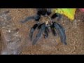 Tarantula Feeding Video 8 - Eggs and a new molt!