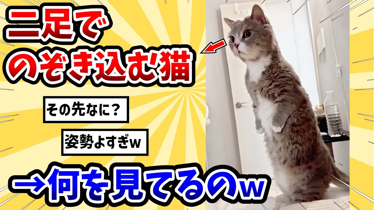 【2ch動物スレ】2足で覗き込む猫 → その先は？www
