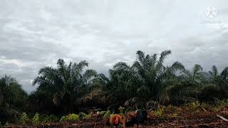 Mikat ayam hutan#langsung tapau perdana di lokasi baru