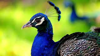 MENGENAL SI CANTIK BURUNG MERAK !!! #merak #peacock #peacocklove #animals #birds #youtube #asian