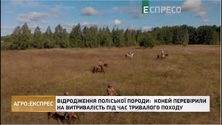 Відродження Поліської породи: коней перевірили на витривалість під час тривалого походу