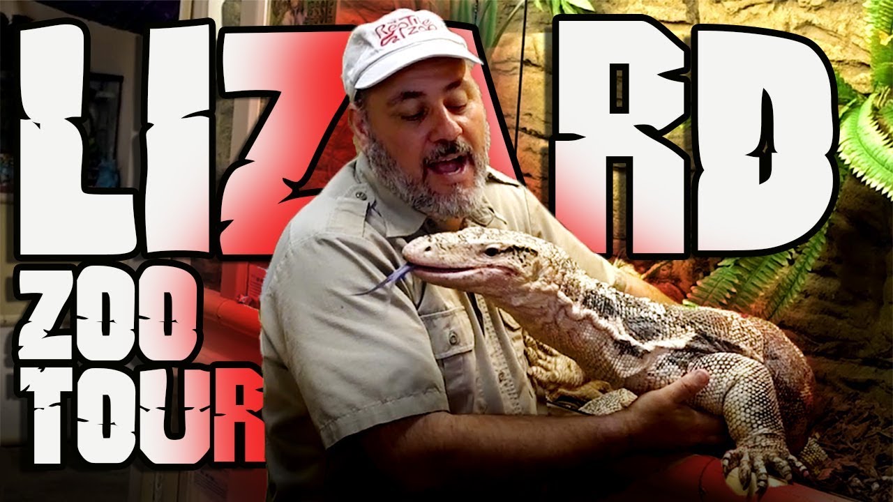 family friendly resorts Lizard Zoo Tour + Baby Snakes Hatching