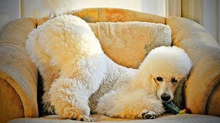 Funny Poodles  Cute Fluffy Poodles Playing (Part 2) [Funny Pets]