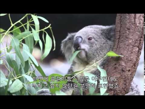 True Facts About Marsupials fixed - YouTube