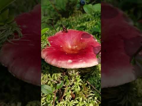 Сыроежка болотная.Russula paludosa .