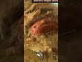 #asmr #food #asmrcooking #cooking #cookingshow #fishcurry #cookingvideos #kayalpatnam #lunchideas