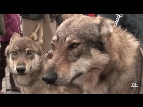 Video: Cha Kuona na Kufanya Karibu na Champs-Elysées huko Paris